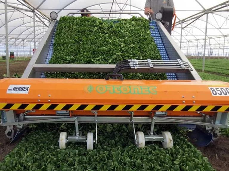 Ortomec 8000 Herbex 5