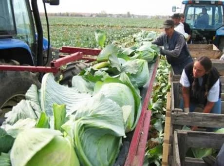 Univerco Cabbage Harvester