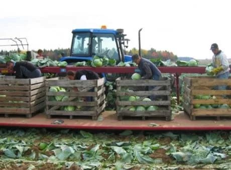 Univerco Cabbage Harvester 4